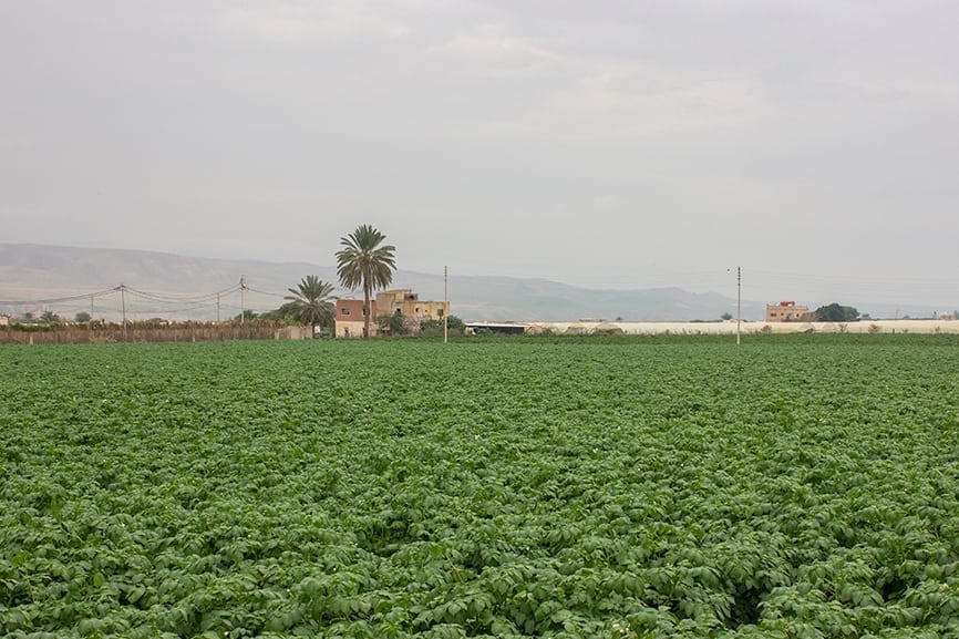 Dead Sea Production